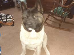 American akita puppies for sale. Akita Puppies For Sale Pittsburgh Pa 323398 Petzlover