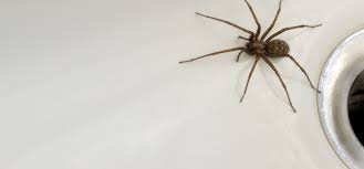 the truth about spiders in your bath
