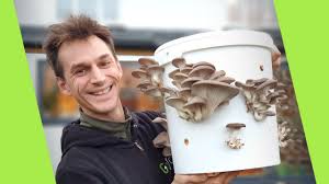 growing mushrooms in a bucket super