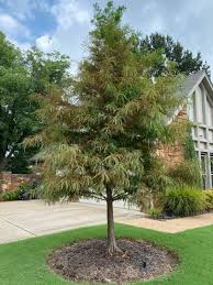 I always look forward to coming here! Barry Fugatt Find Strength And Beauty In The Bald Cypress Home Garden Tulsaworld Com