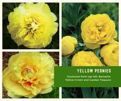 Yellow Peonies Cut And Dried Flower Farm