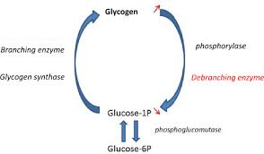 glycogen storage disease type iii