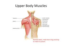 Upper torso muscle name : Muscular System Ppt Download