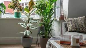 Tall Indoor Plants