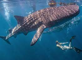 Самая большая в мире акула длиной до 20 метров оказалась вегетарианкой, не  опасной для человека – Учительская газета