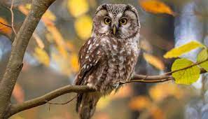 How Wise is an Owl? | Blog | Blog | Griggs