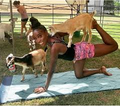 do yoga with baby goats at this