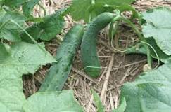 What kind of soil do cucumbers like?
