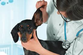 ear hematoma in dogs symptoms causes
