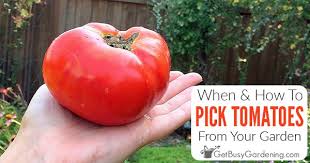 When How To Pick Tomatoes Complete