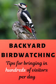 I recently became interested in birdwatching and in order to get a closer look. Backyard Bird Watch How To Bring Hundreds Of Visits Per Day Backyard Birds Watching Bird Watching Best Bird Feeders