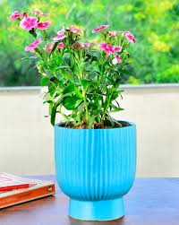 Buy Blue Gardening Planters For Home