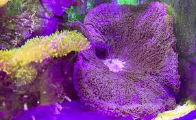 purple carpet anemone sell off pasar