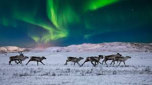 wild reindeer on the tundra in norway