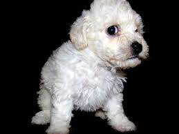 How To Care For Toy Poodle Puppy Pets