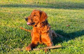 We are heavily involved with this breed and will find you the help that you need. Red Golden Retriever Puppies Mn Petswithlove Us
