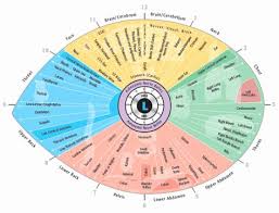 Iridology Chart Right Eye Sclera A View To Your Health