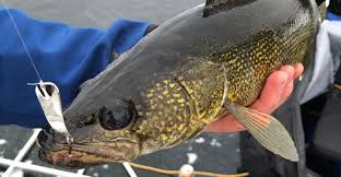 7 best ice fishing for walleye tips on