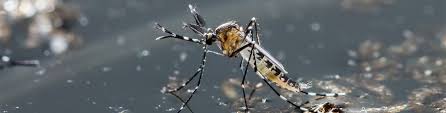 Mosquito Control Pest Control Australia