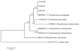 phylogenetic tree of 16s rrna