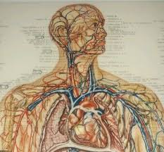 Vintage Peter Bachin Anatomical Chart Vascular System