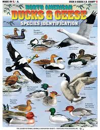 Ducks And Geece Hunting Charts From Tightlines Publications