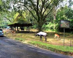Gambar Taman Safari Indonesia Puncak