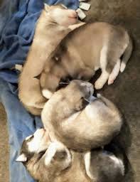 Agouti husky puppies for sale colorado. Siberian Husky Puppies For Sale Colorado Springs Co 300801
