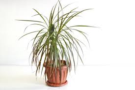 30 Common Toxic Houseplants From A Z