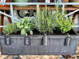 10 Herbs For Planter Boxes That Won T