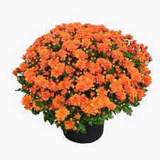 Plus their bright white flowers can provide a nice contrast to the colors of your garden flowers. Encore Azalea 3 Qt Chrysanthemum Mum Plant With Orange Flowers 6103 The Home Depot