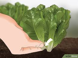 how to harvest romaine lettuce 11
