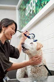 Visit your local sarasota petsmart store for essential pet supplies like food, treats and more from top brands. Pet Store Supplies Sarasota Fl Petco