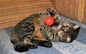 Children like kittens because they play with them. Cat Playing With Ball Wallpaper 43123 Cat Playing Cats Why Do Cats Purr