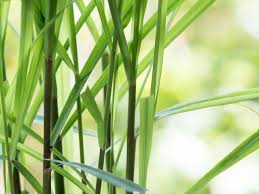 how to grow citronella plants and use