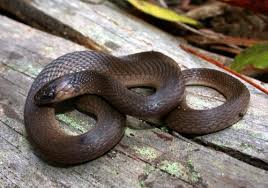 Western ribbon snake, garter snakes. Rough Earthsnake Florida Snake Id Guide