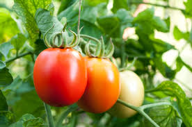 tomato varieties to grow in your garden