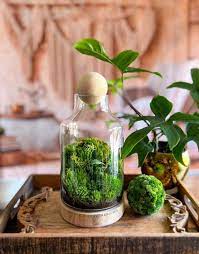 Glass Wood Plant Terrarium With Natural