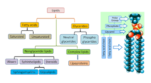 lipids definition characteristics