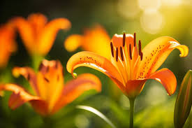 tiger lily flower meaning symbolism