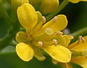 Rorippa sylvestris (Creeping Yellow-cress): Minnesota Wildflowers