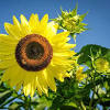 Bunga matahari yang satu ini merupakan jenis bunga matahari yang berwarna merah gelap dengan bagian tengah berwarna kehitaman. 1