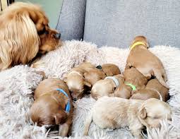 mini cavapoo puppies herie family