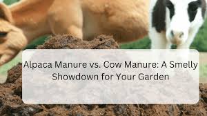 alpaca manure vs cow manure a smelly