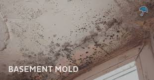 Is Your Wet Basement Harboring Mold