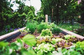 organic vegetable garden weed control