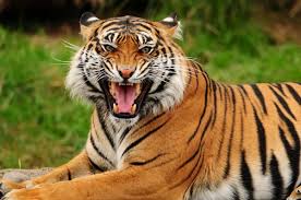 roaring tiger images