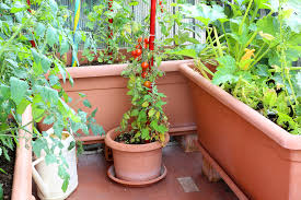 a container veggie garden co op
