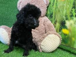poodle puppies dog kennel