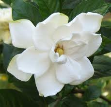 White Gardenia 56 Off